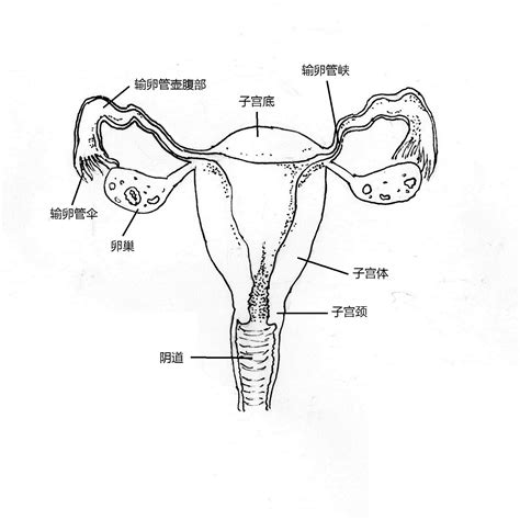 女人 身體|【圖輯】陰道、子宮、卵巢！12 張圖搞懂女性內生殖。